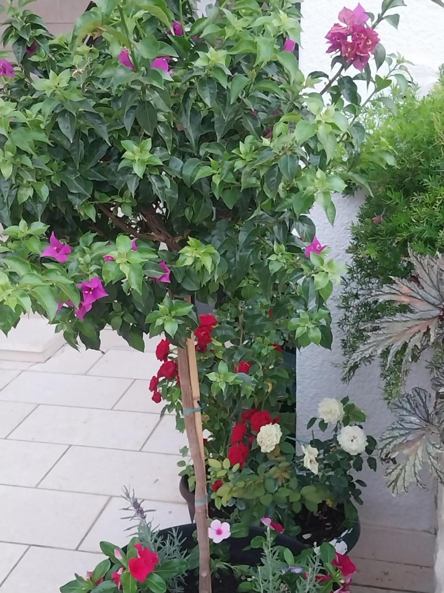Apartmani Liberan Neum Zewnętrze zdjęcie